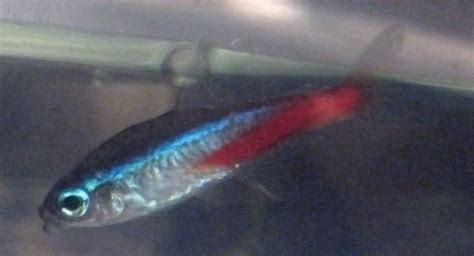 how long does neon tetra disease take to kill